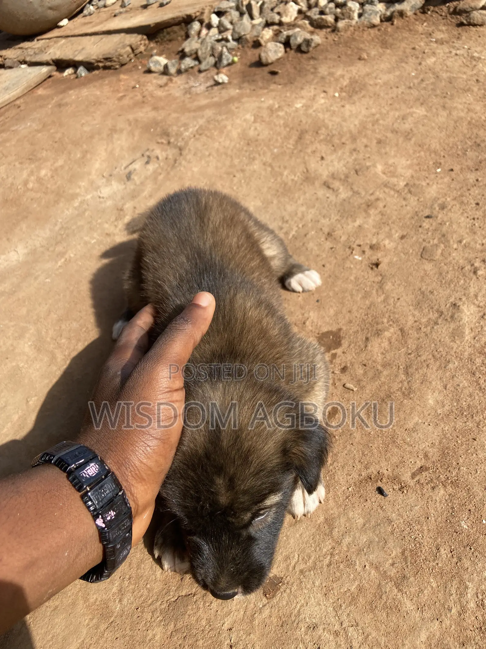 1-3 months Male Mixed Breed Dog