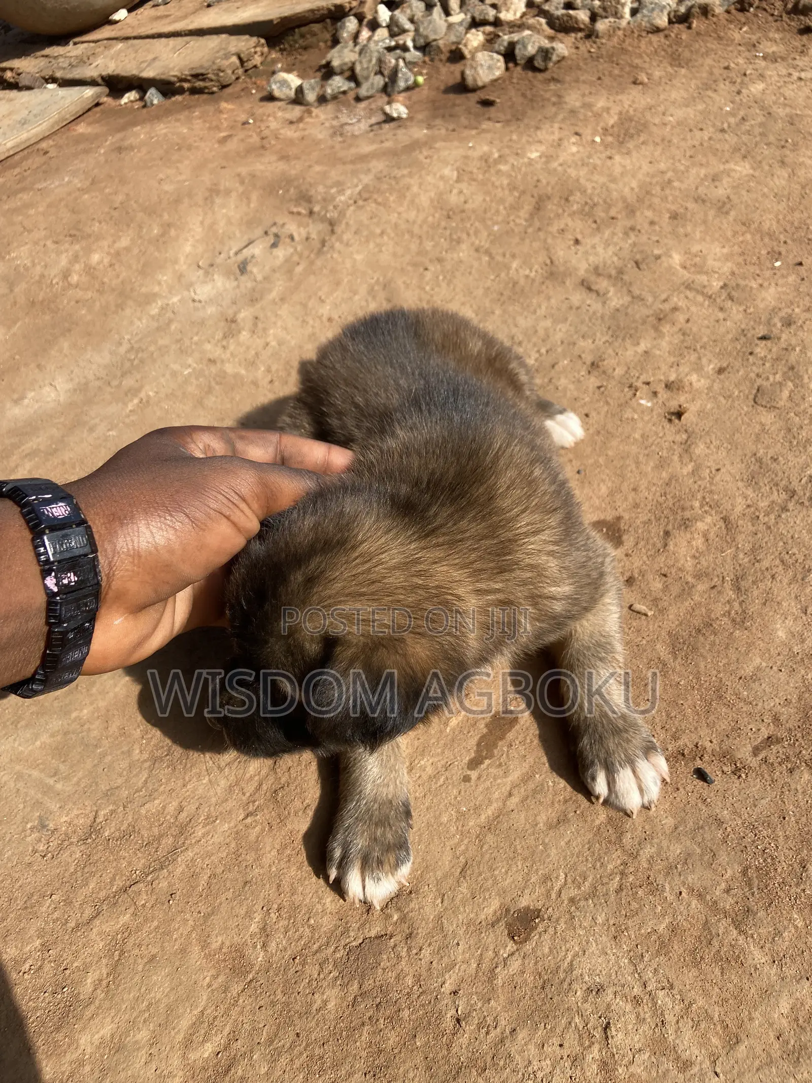 1-3 months Male Mixed Breed Dog