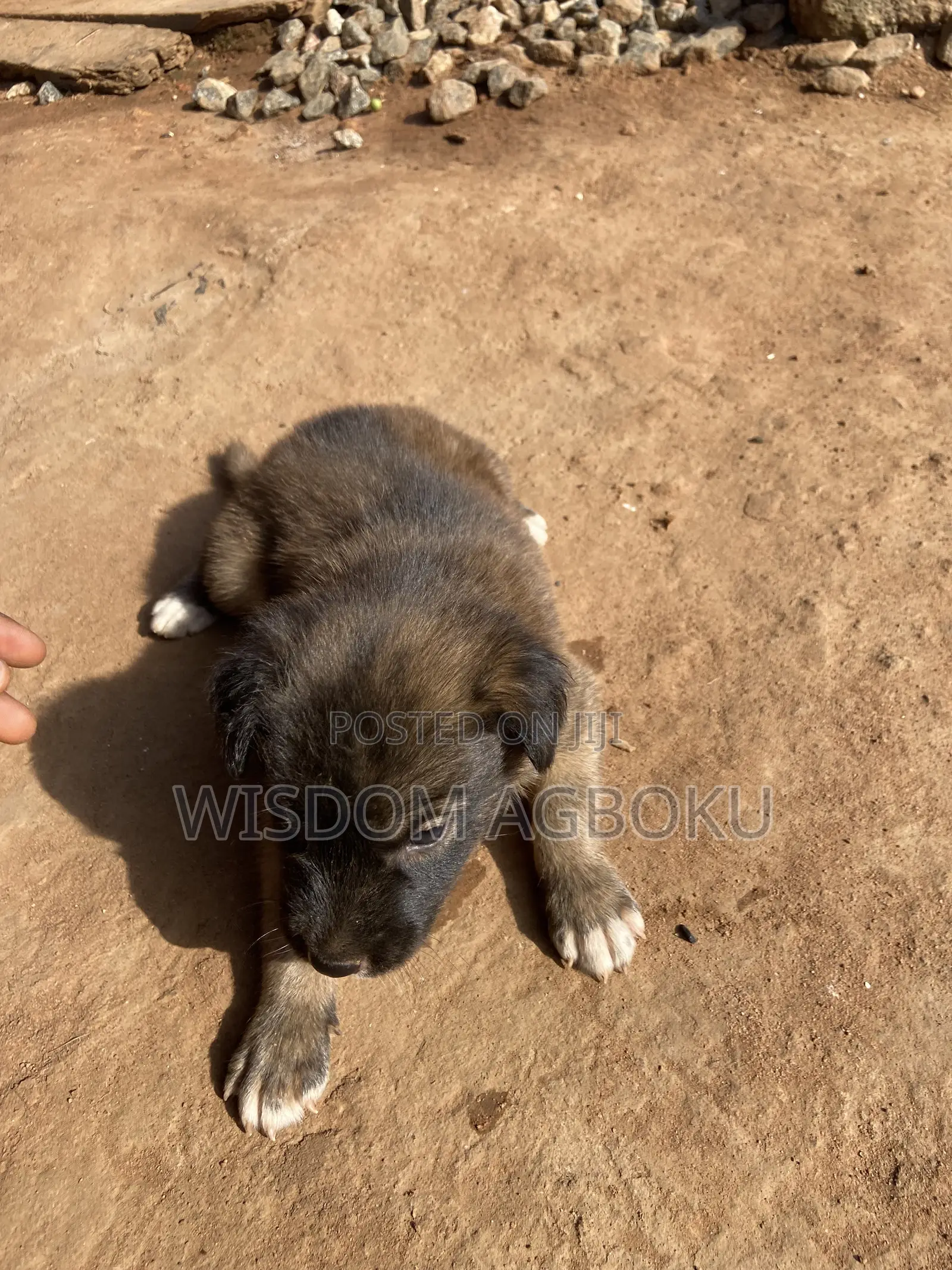 1-3 months Male Mixed Breed Dog