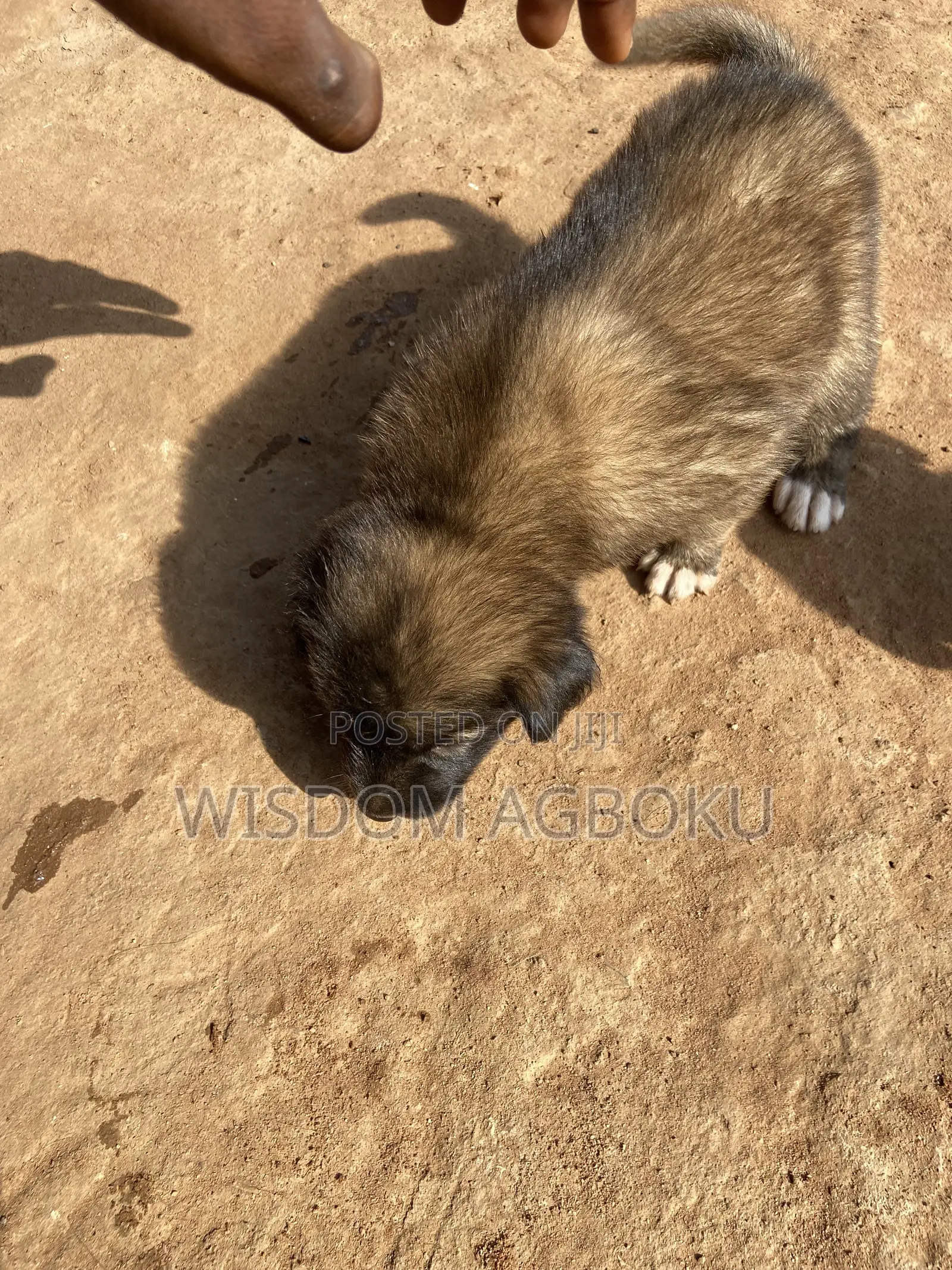 1-3 months Male Mixed Breed Dog