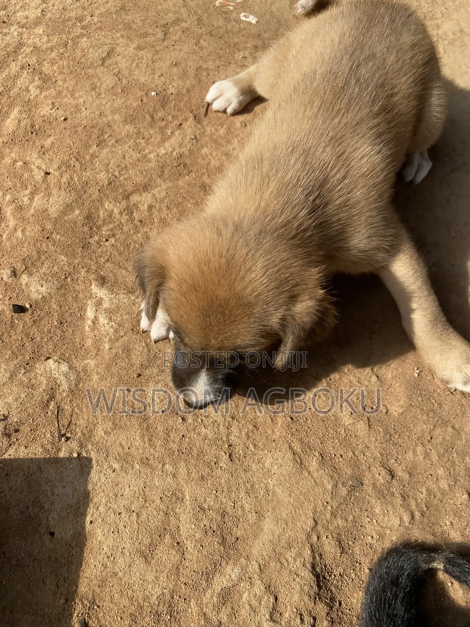 1-3 months Male Mixed Breed Dog