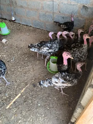 Foreign Turkies