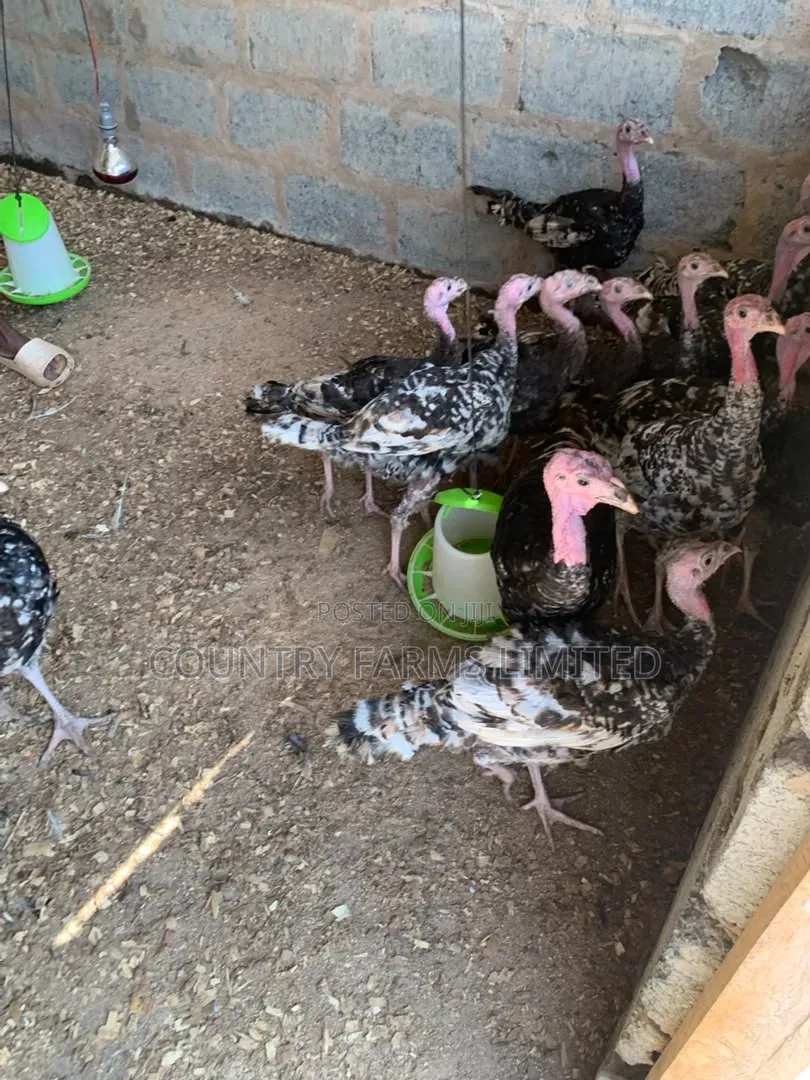 Foreign Turkies