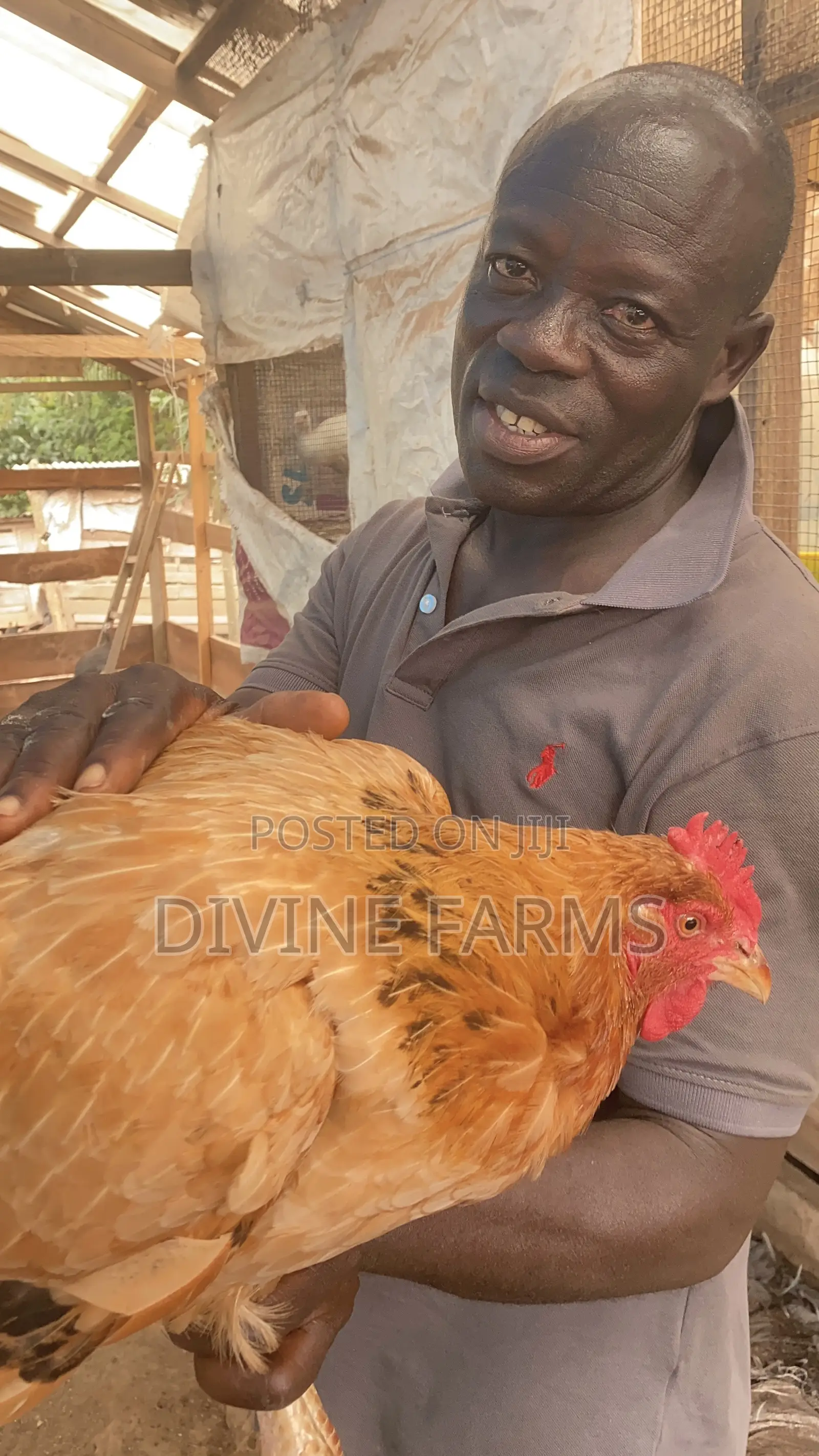 Guinea Fowls, Turkeys, Hens & Eggs for Sale —