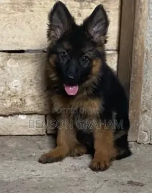 1-3 months Male Purebred German Shepherd