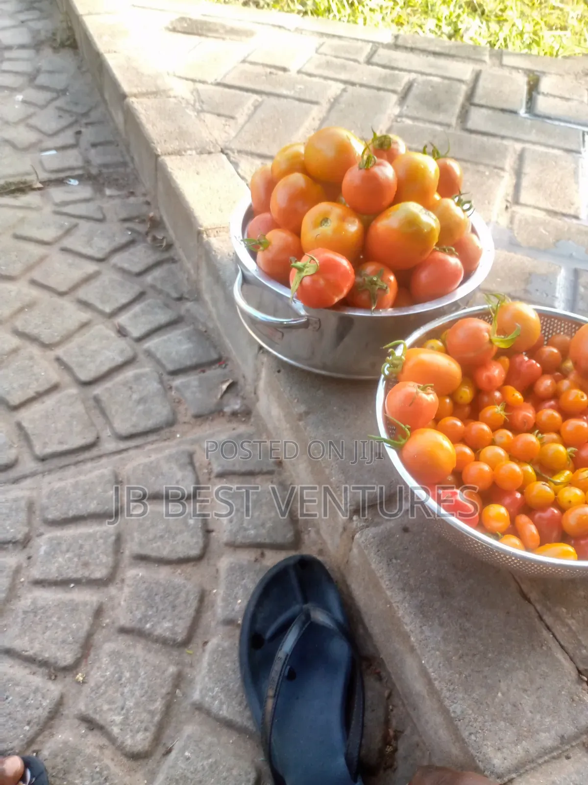 Fresh Tomatoes