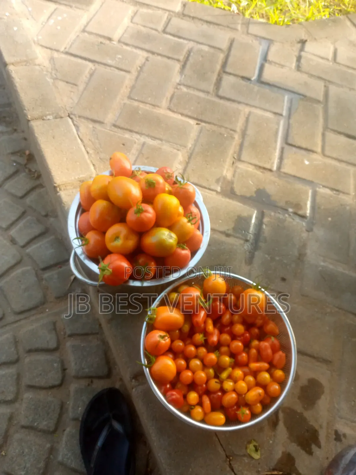 Fresh Tomatoes