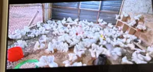 Foreign Pigeons