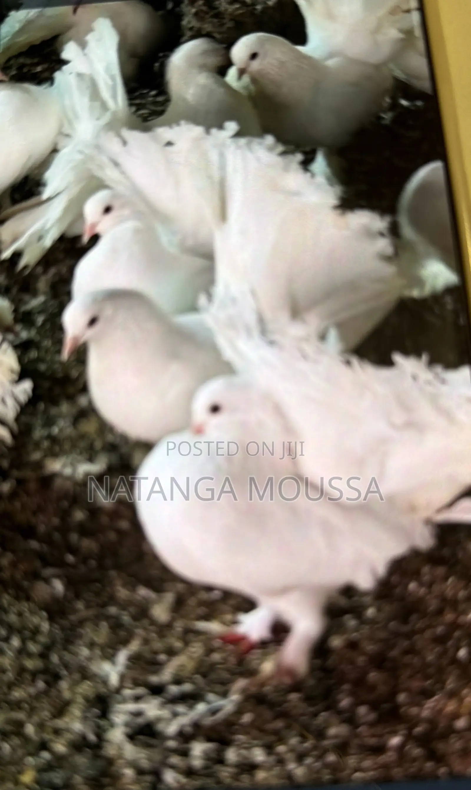 Foreign Pigeons