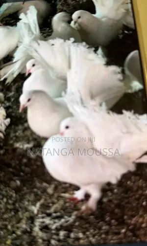 Foreign Pigeons