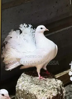 Foreign Pigeons