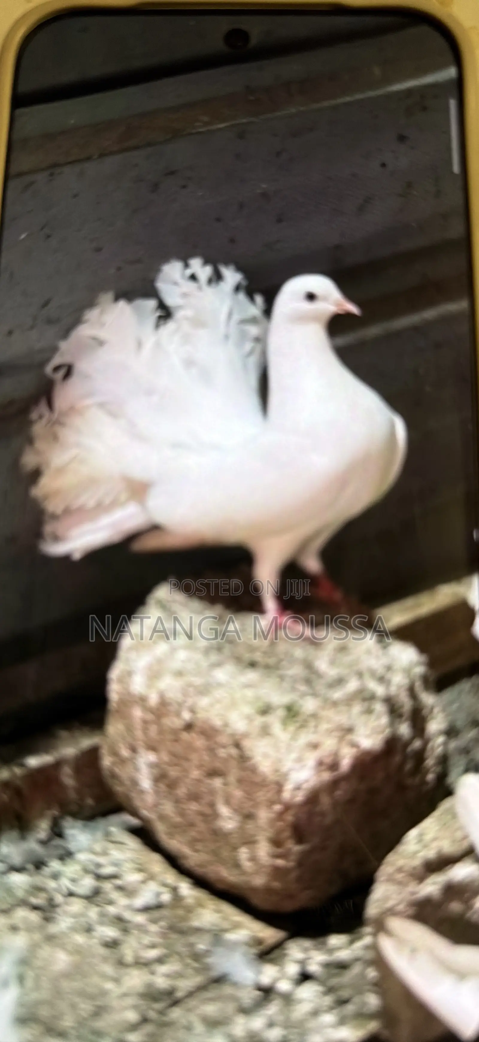 Foreign Pigeons