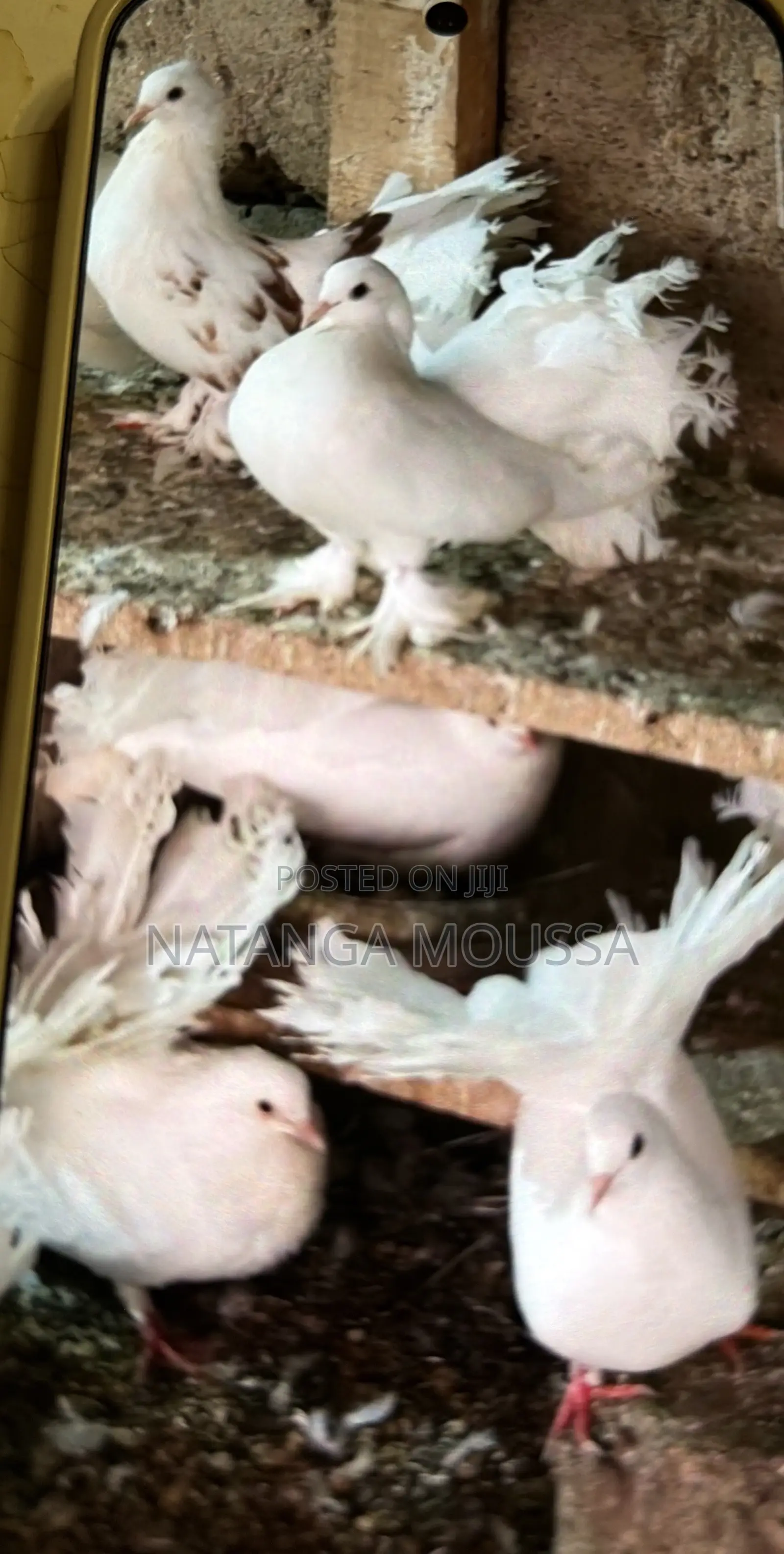 Foreign Pigeons