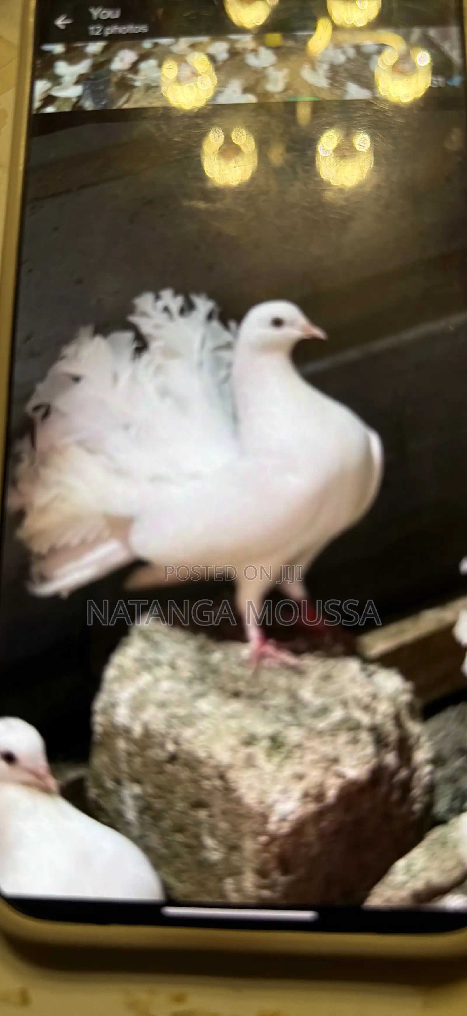 Foreign Pigeons