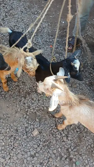 Goat for Sale