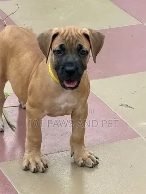 1-3 months Female Purebred Boerboel