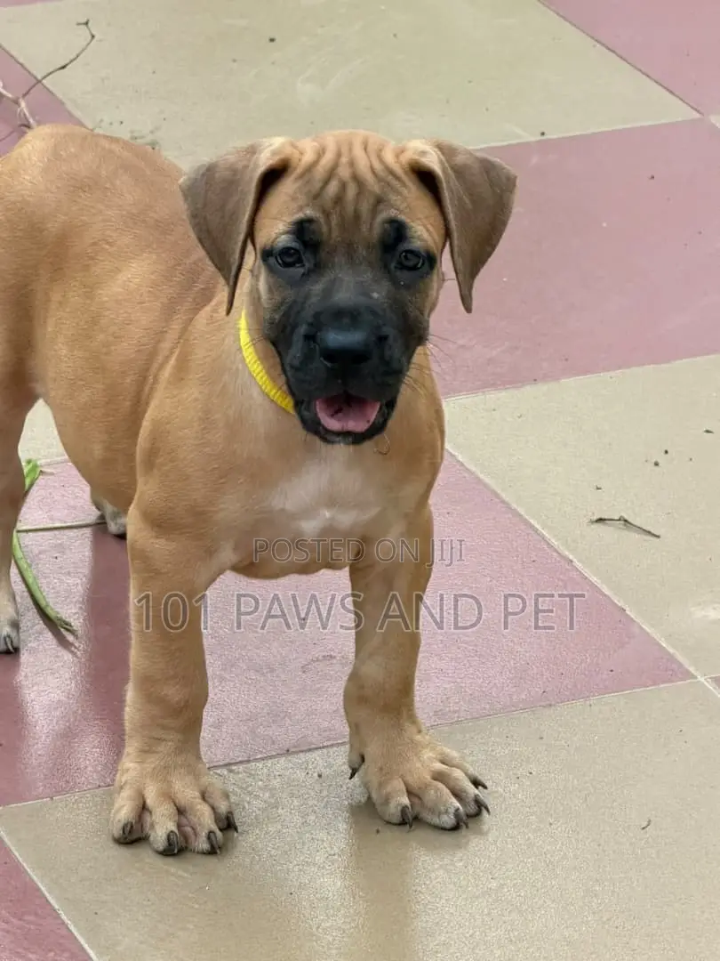 1-3 months Female Purebred Boerboel