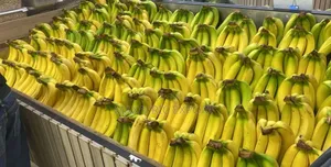 Fresh Banana