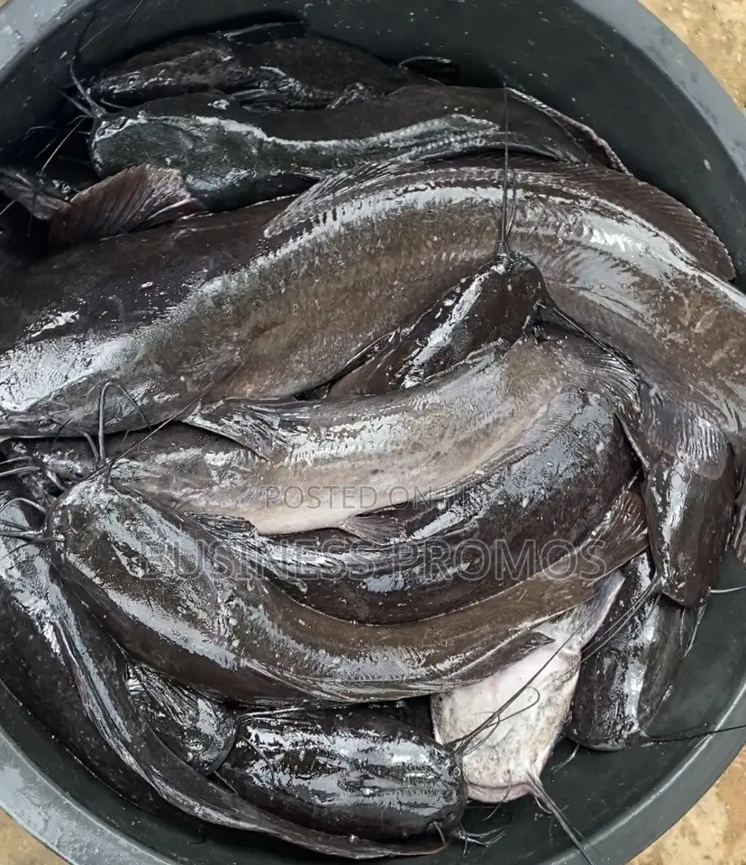 Catfish Available (Smoked or Fresh)