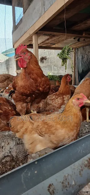 Healthy Birds Only Farm