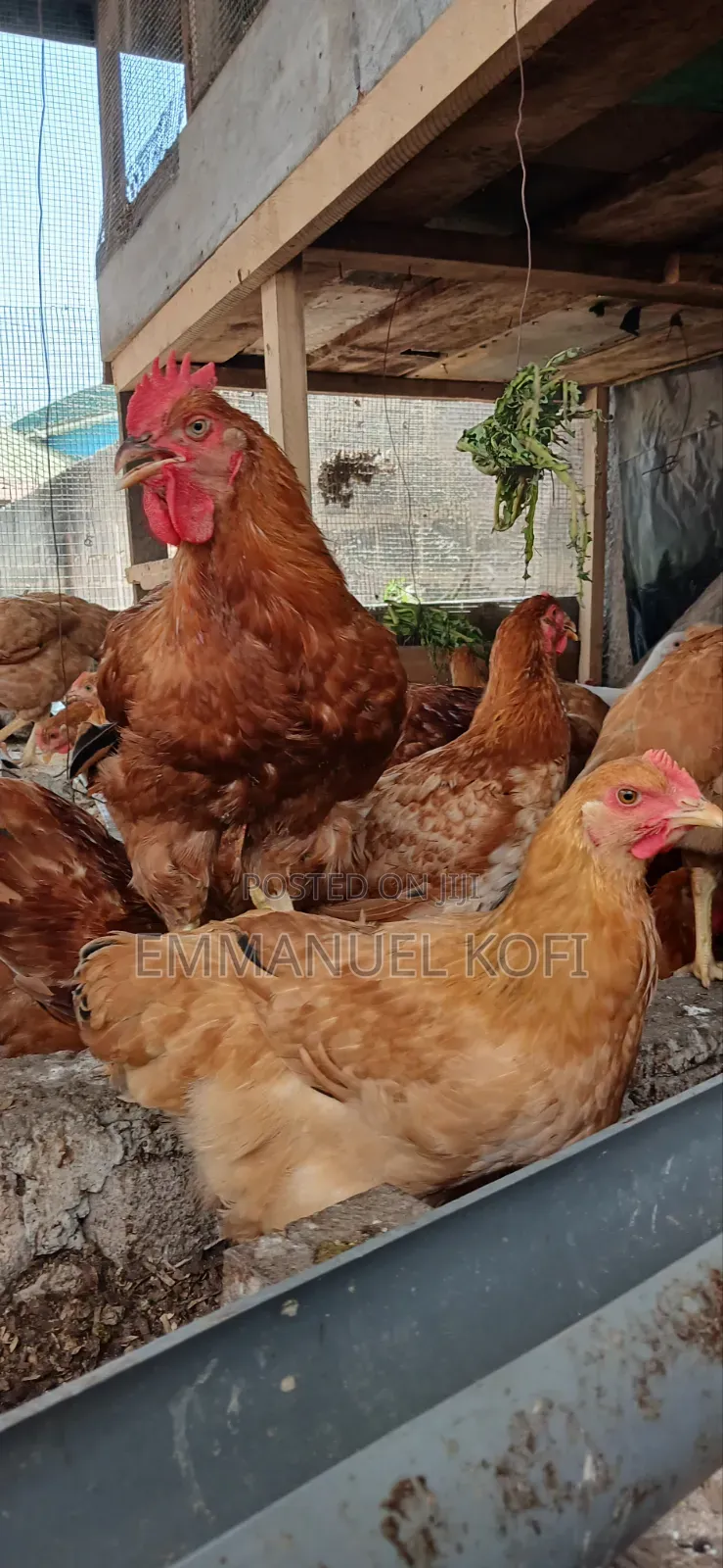 Healthy Birds Only Farm
