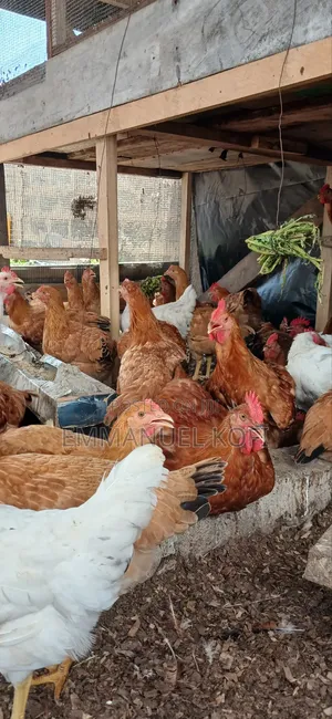 Healthy Birds Only Farm