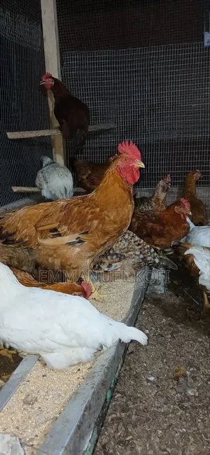Healthy Birds Only Farm