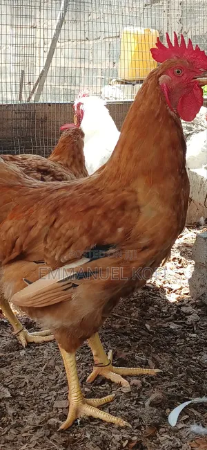 Healthy Birds Only Farm