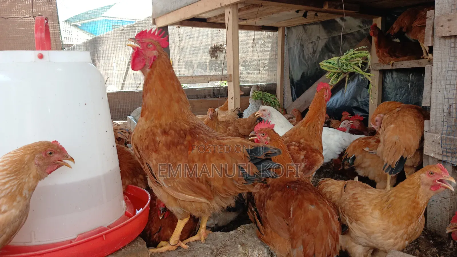 Healthy Birds Only Farm