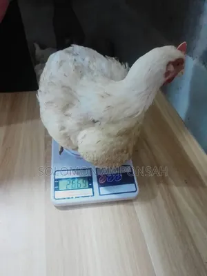 Broilers for Sale