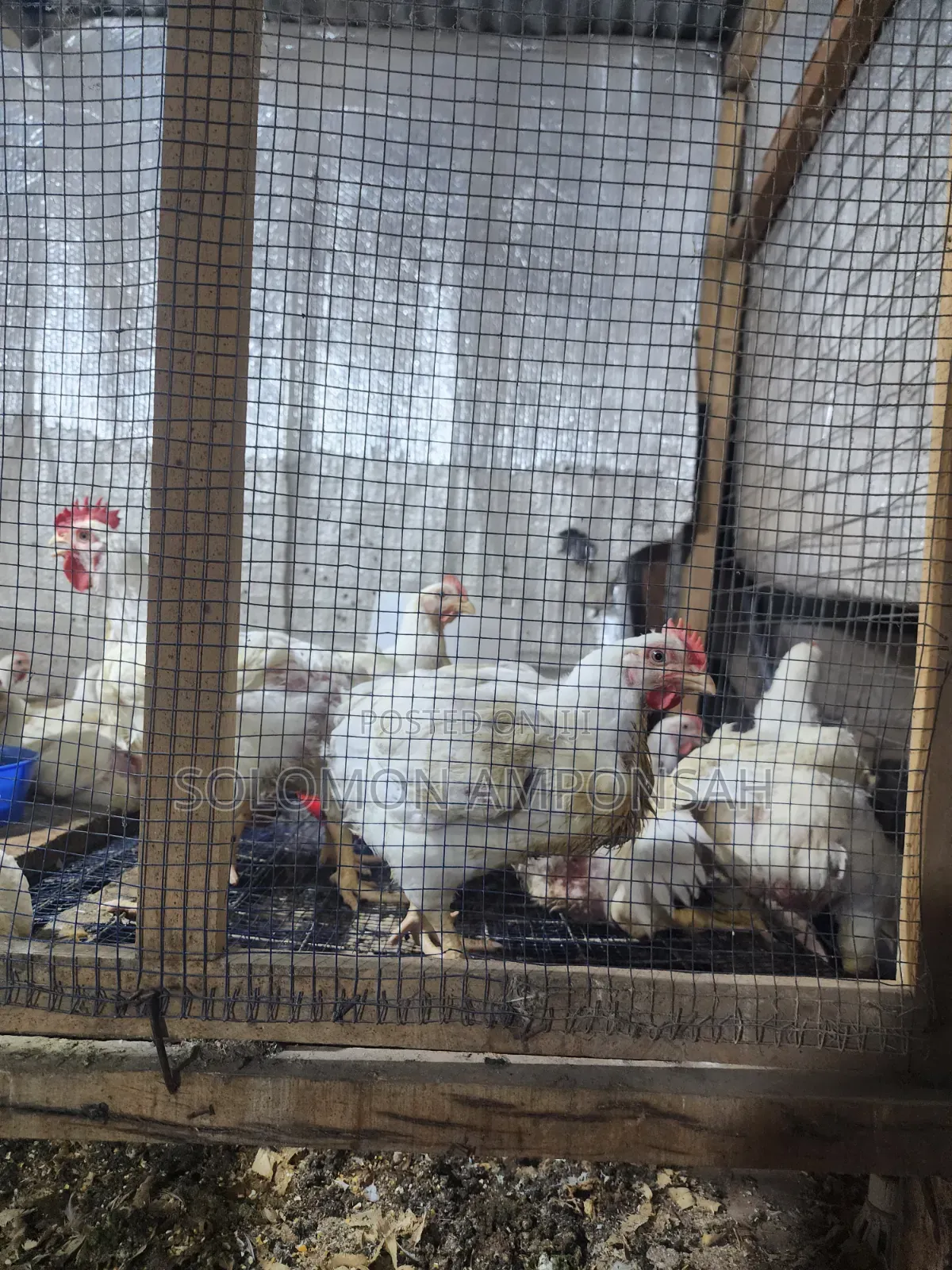 Broilers for Sale