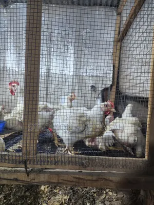 Broilers for Sale