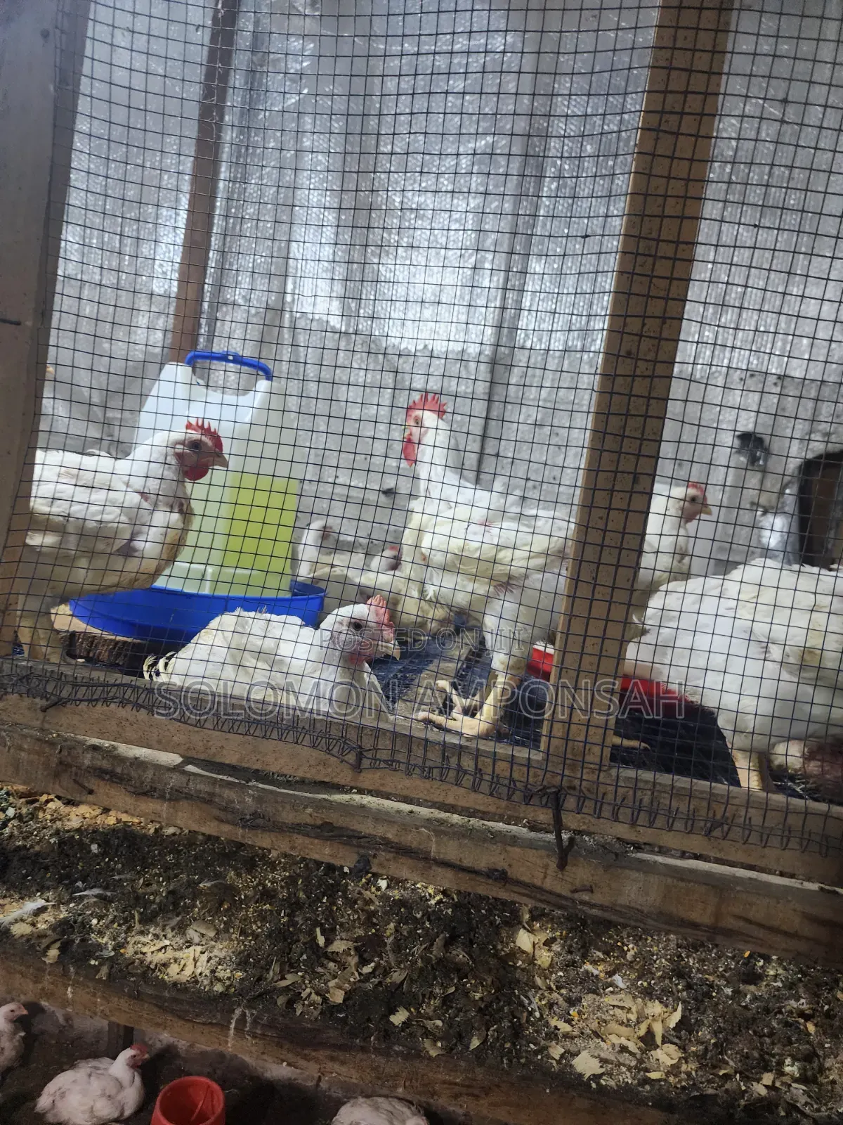 Broilers for Sale