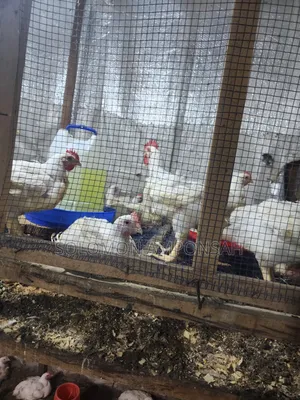Broilers for Sale