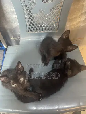 1-3 months Male Mixed Breed Bombay