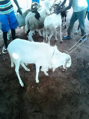 Animal Seller
