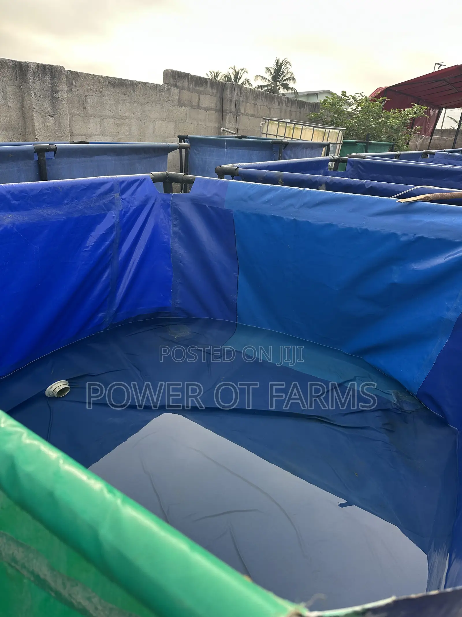 Tarpaulin Fish Tank + Catfish Fingerlings + Complete Starter Package