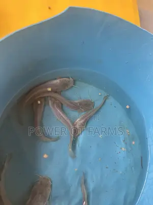 Tarpaulin Fish Tank + Catfish Fingerlings + Complete Starter Package