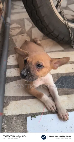 1-3 months Female Mixed Breed Dog