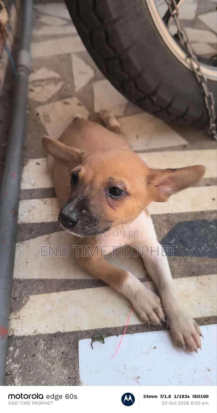 1-3 months Female Mixed Breed Dog
