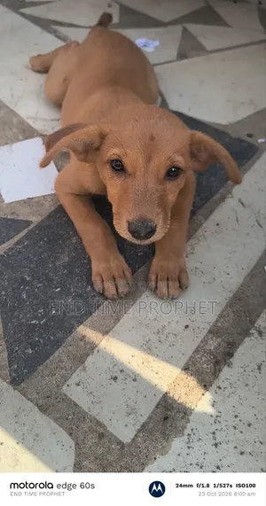 1-3 months Female Mixed Breed Dog