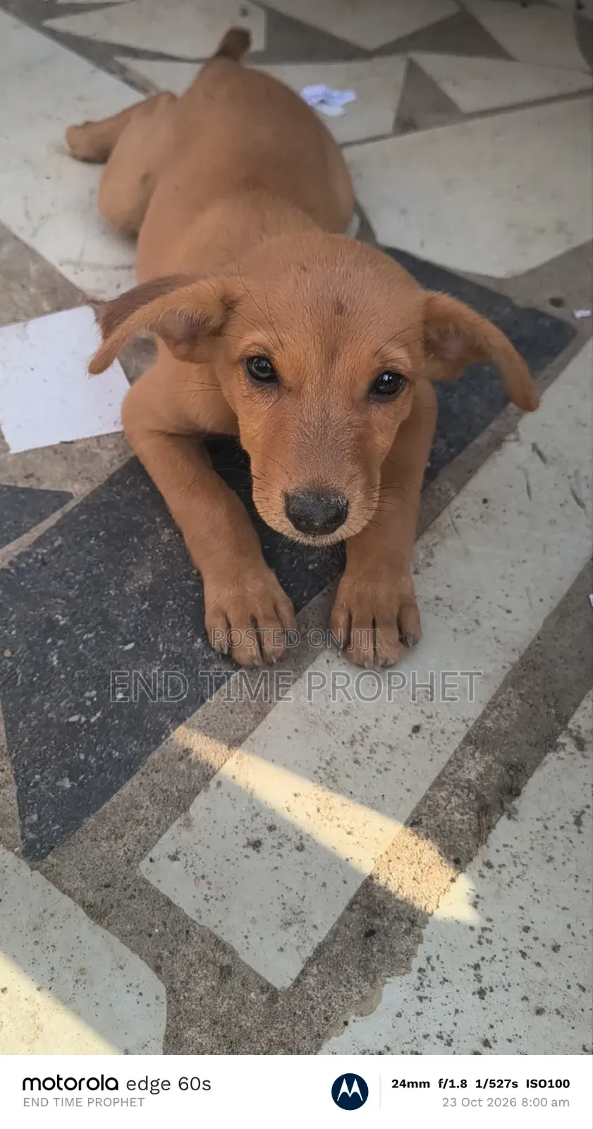 1-3 months Female Mixed Breed Dog