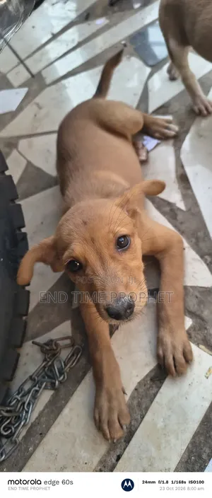 1-3 months Female Mixed Breed Dog