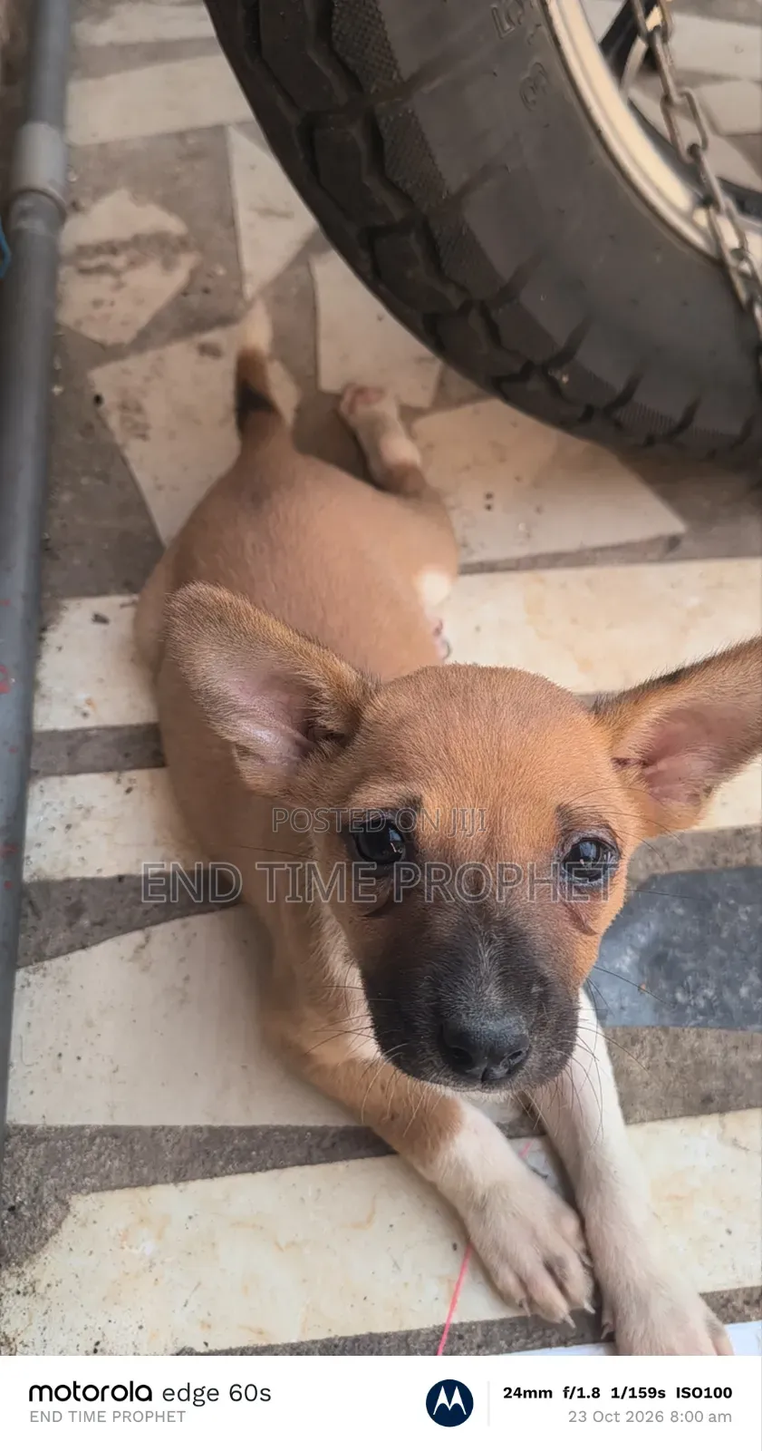 1-3 months Female Mixed Breed Dog