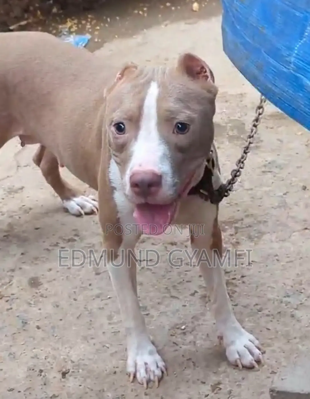 6-12 months Female Purebred American Pit Bull Terrier