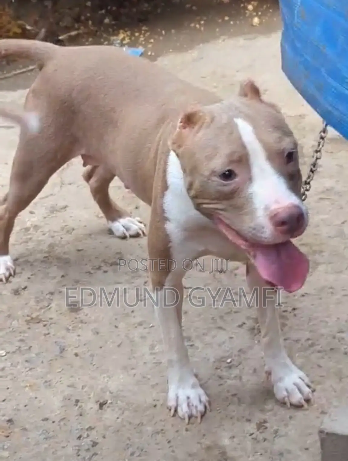6-12 months Female Purebred American Pit Bull Terrier