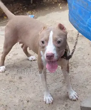 6-12 months Female Purebred American Pit Bull Terrier