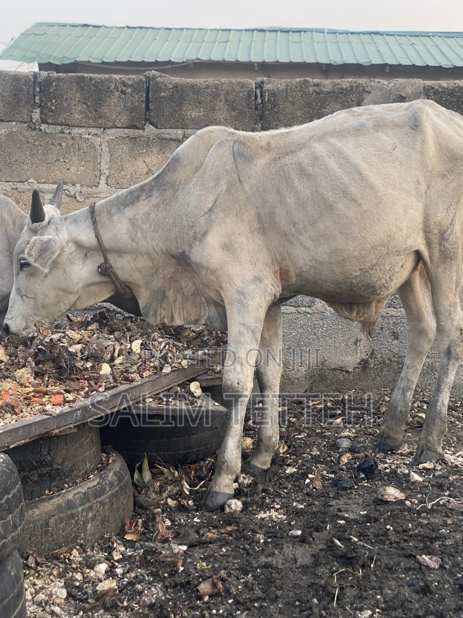 Inbox Cow for Cool Price