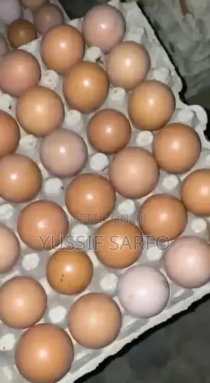 Eggs Business