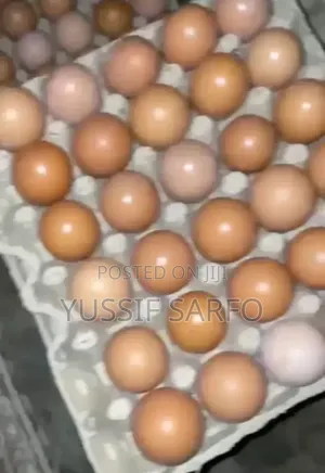 Eggs Business